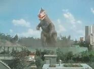 Dinosaur Taro.jpg (16 KB)