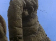 Media 230925 091731.gif (1.98 MB) Prehensile Trunk