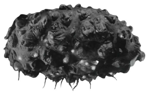 Balloonga Ultraman Wiki Fandom