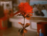 FlowerRapidGrowth.gif (8.5 MB) Rapid Growth