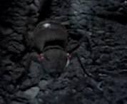 Arindo ants.jpg