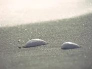 The shells.png (956 KB) Terrina Q