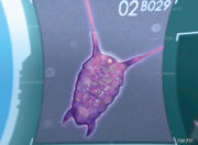 Insectus Nauplius.jpg