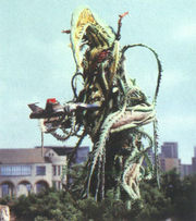 Zora