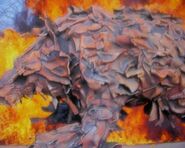 SABIKONG.jpg (32 KB)