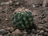 Sabotender Cactus Form