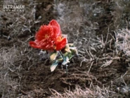 Kenrinsoh.jpg (252 KB) Bladed-wheel Flower