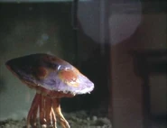 Kinokurages's small form.