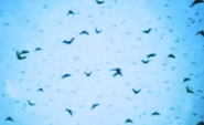 A swarm of bats.png (101 KB)