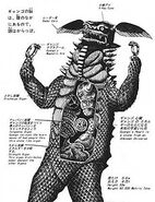 Gango's anatomy, note the stone in his stomach.