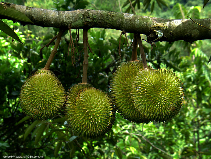 tropical rainforest fruit