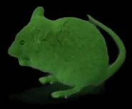 Cancer Mouse as seen in his debut video.