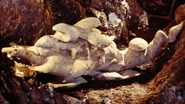 Monster Form