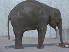 Zuruzler's elephant form in Ultraman 80