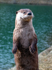 Otter