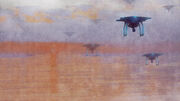 Cico drone05.jpg