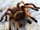Tarantulas