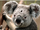 3 Eyed Koala