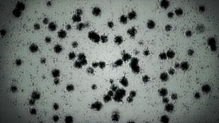 T virus