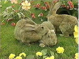 Teletubby Land Bunnies