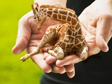 Petite Lap Giraffe