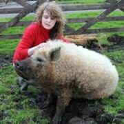 190px-Pig-looks-like-sheep-22761-1240937747-17