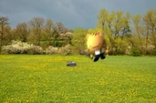 A tax collector leaping at it's prey