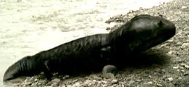 Well, shit. That is an angry salamander.