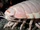 King Isopod