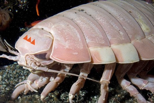 isopod doritos