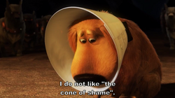 Cone of Shame