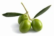 Theolive (1)