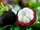 Mangosteen