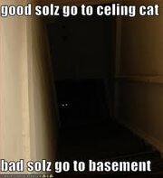 Basement Cat