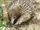 Short Beaked Echidna