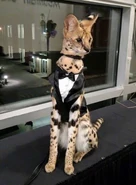 FLY.jpg (65 KB) who this man and why he lookin fly as hell