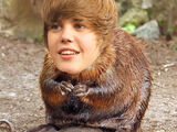 Justin Beaver