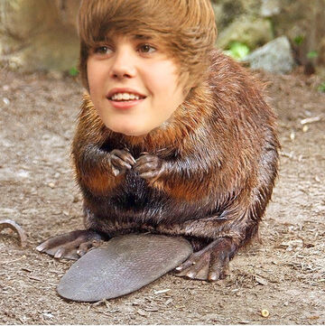 justin bieber as a beaver