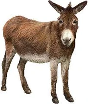 Donkey