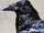 Raven