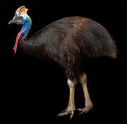 Cassowary