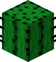 What a cactus looks like in 