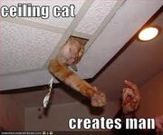 Ceiling cat