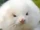 Ferret