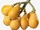 Loquat