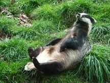 Scarfy (D. João VI's bet badger) enjoying a usual and relaxing day.
