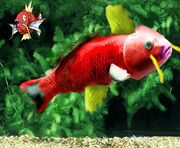 Many people use Magikarp as pets