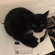 I hope this won't kill yer eyes. (Heh heh...)