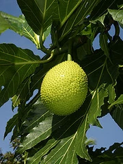 220px-Artocarpus altilis (fruit)