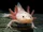 Axolotl